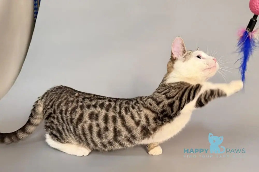 Nemoir Munchkin male black spotted tabby bicolour live animals