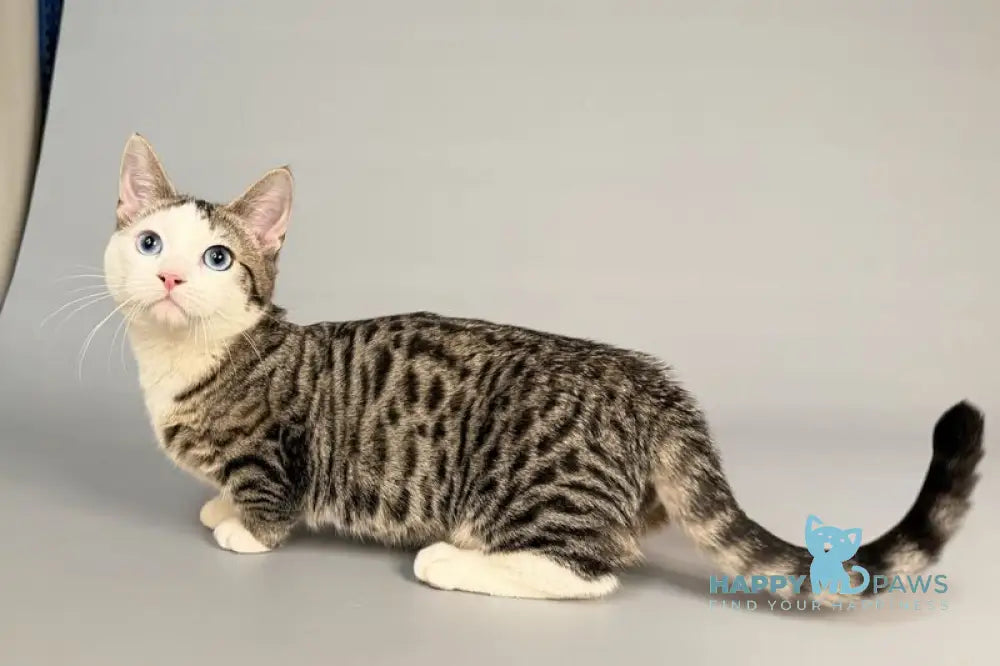 Nemoir Munchkin male black spotted tabby bicolour live animals