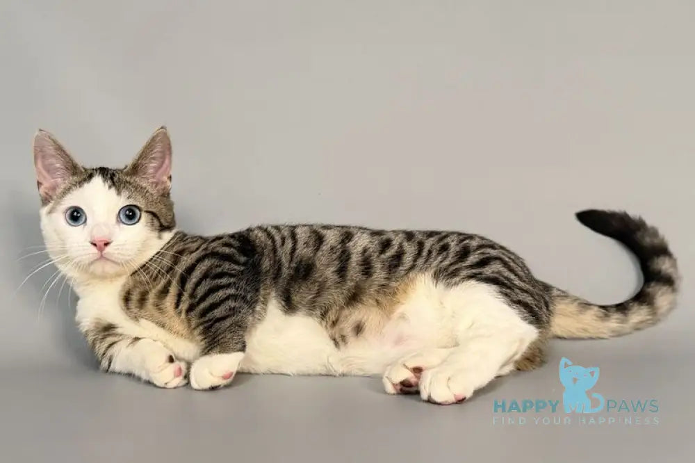 Nemoir Munchkin male black spotted tabby bicolour live animals