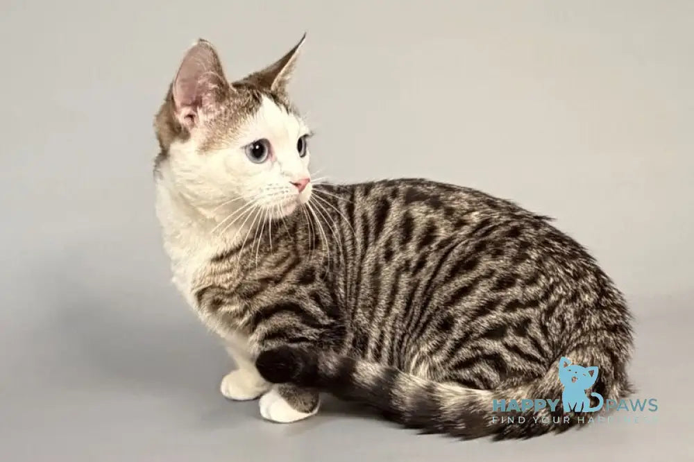 Nemoir Munchkin male black spotted tabby bicolour live animals