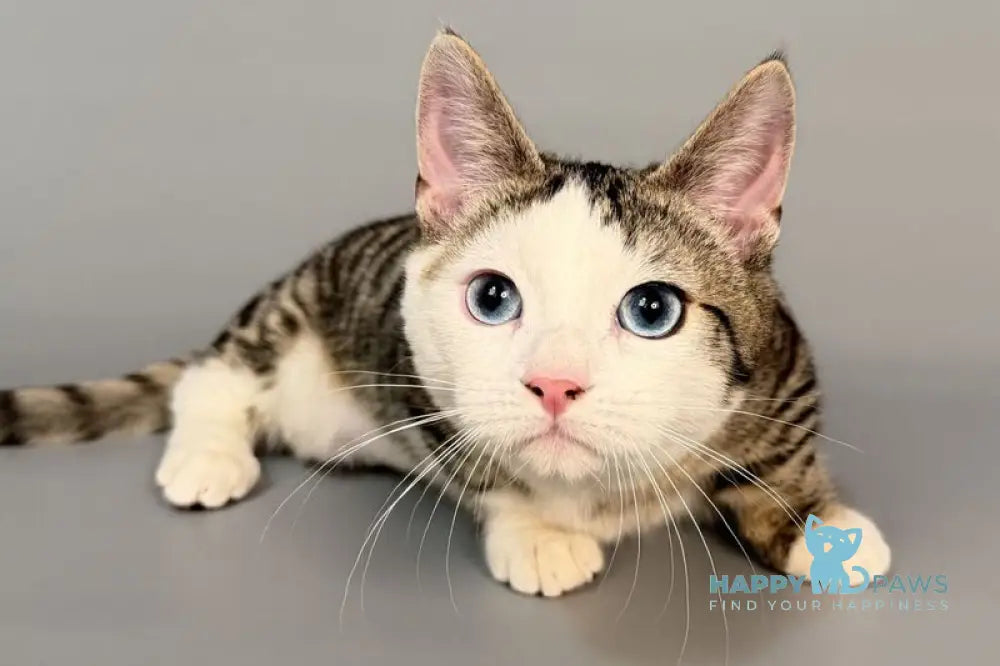 Nemoir Munchkin male black spotted tabby bicolour live animals