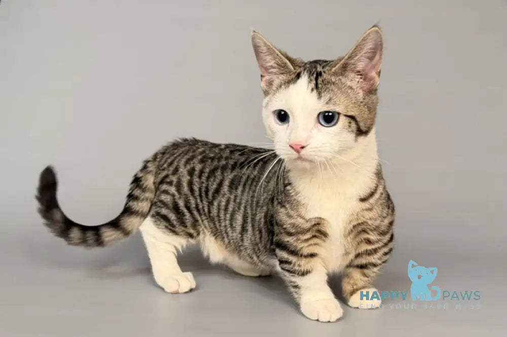 Nemoir Munchkin male black spotted tabby bicolour live animals