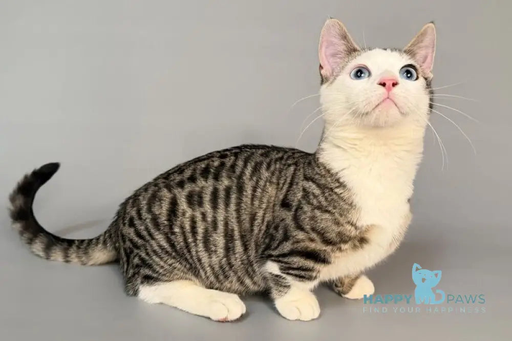 Nemoir Munchkin male black spotted tabby bicolour live animals