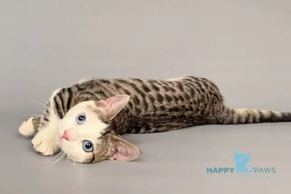 Nemoir Munchkin male black spotted tabby bicolour live animals