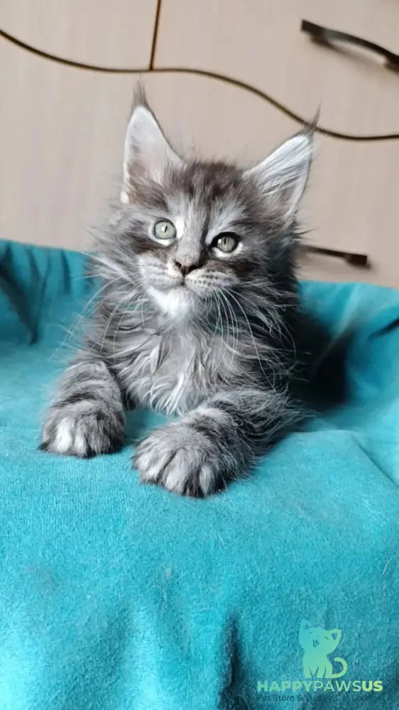 Nensi Maine Coon female black tortie silver tabby live animals