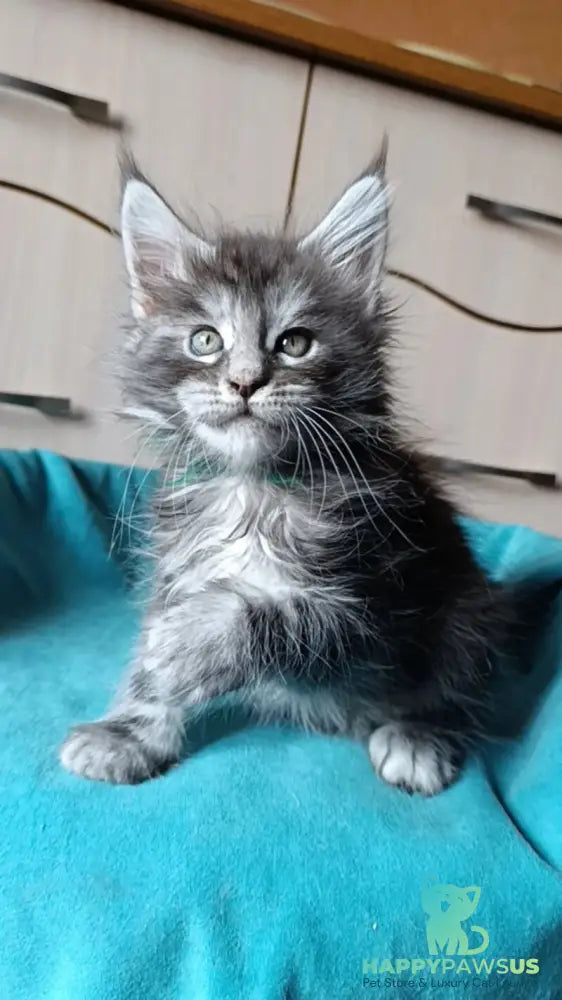 Nensi Maine Coon female black tortie silver tabby live animals