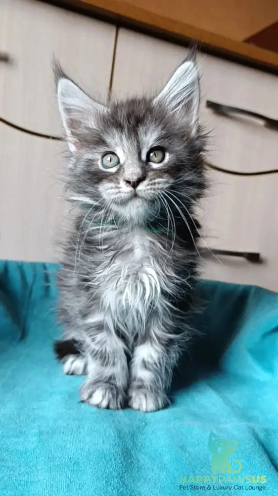 Nensi Maine Coon female black tortie silver tabby live animals