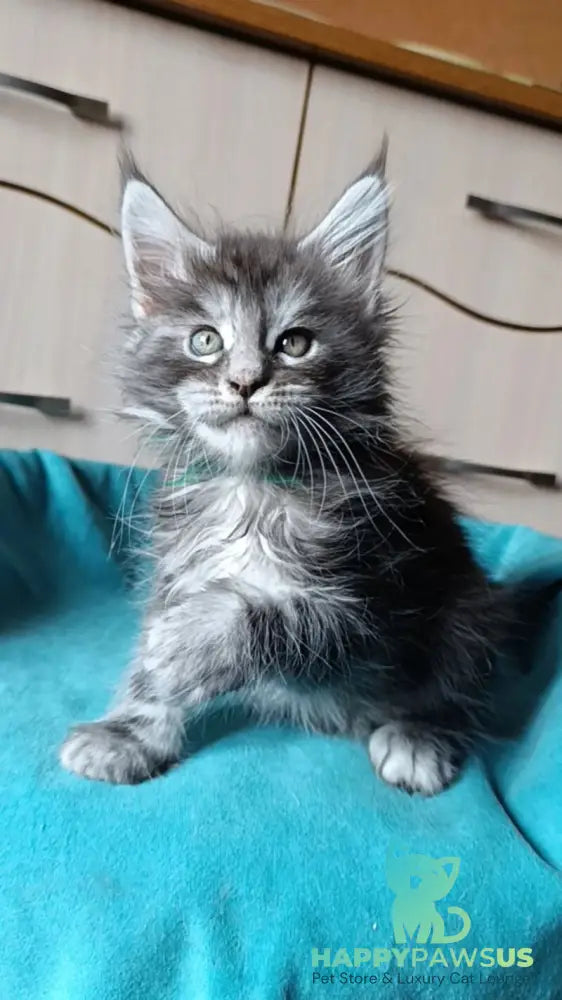 Nensi Maine Coon female black tortie silver tabby live animals