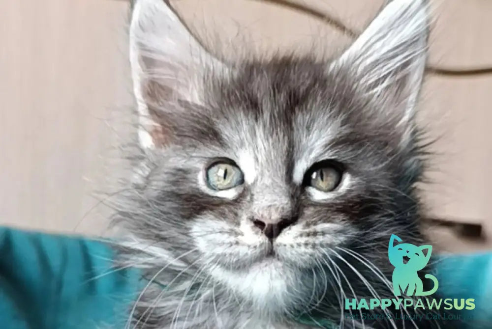 Nensi Maine Coon female black tortie silver tabby live animals