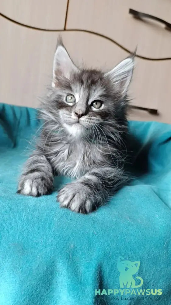 Nensi Maine Coon female black tortie silver tabby live animals