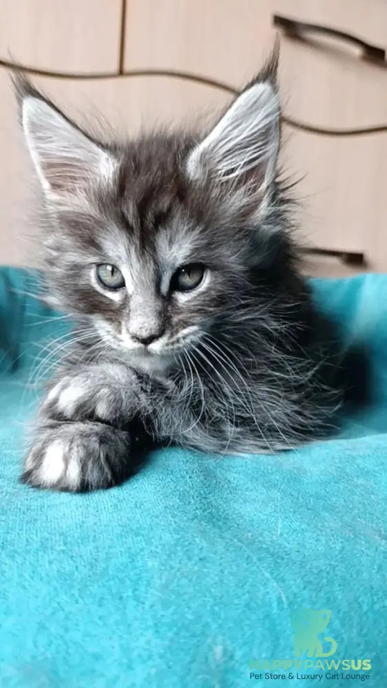 Nensi Maine Coon female black tortie silver tabby live animals