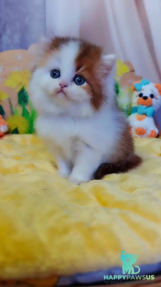Neo British Longhair male chocolate golden bicolour - live animals