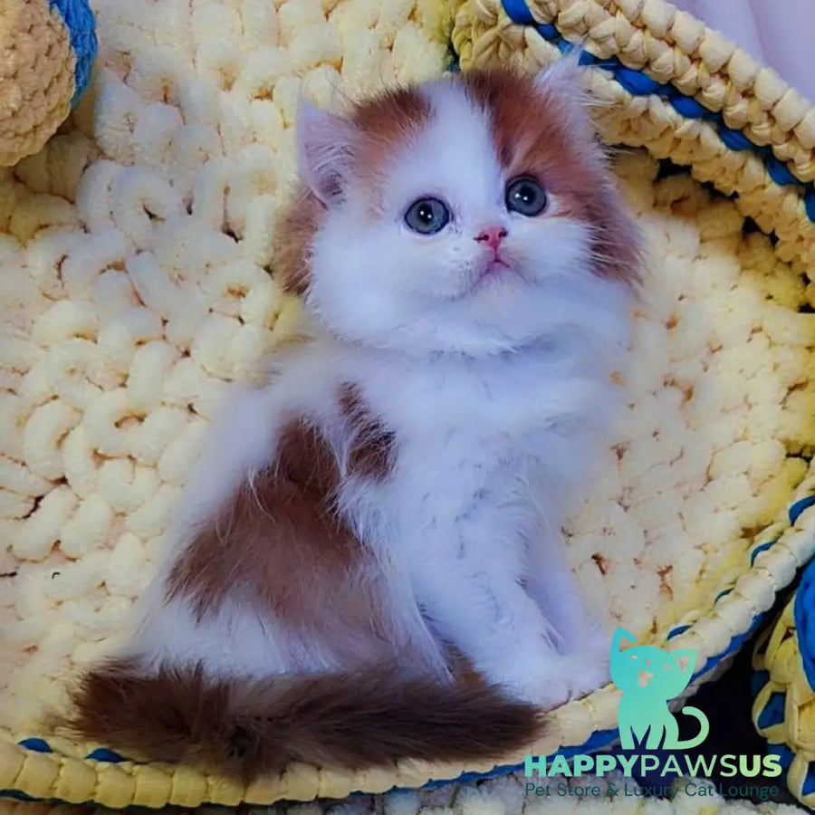 Neo British Longhair male chocolate golden bicolour - live animals