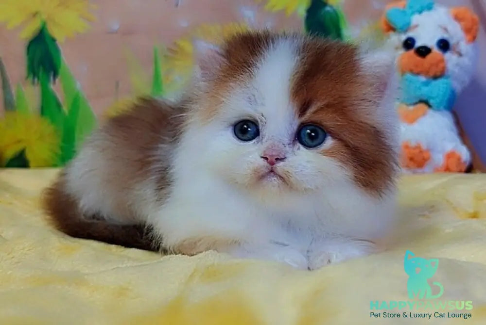 Neo British Longhair male chocolate golden bicolour - live animals