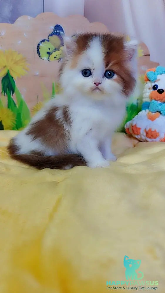 Neo British Longhair male chocolate golden bicolour - live animals