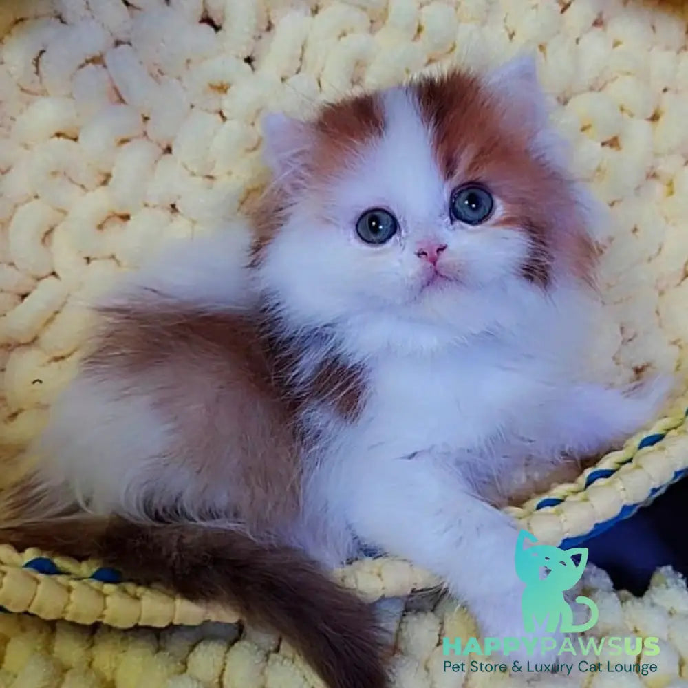 Neo British Longhair male chocolate golden bicolour - live animals