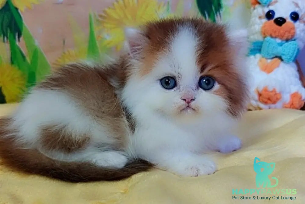 Neo British Longhair male chocolate golden bicolour - live animals