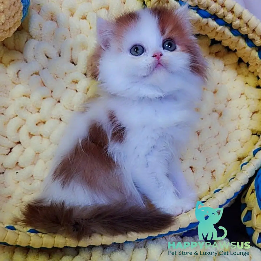Neo British Longhair male chocolate golden bicolour - live animals