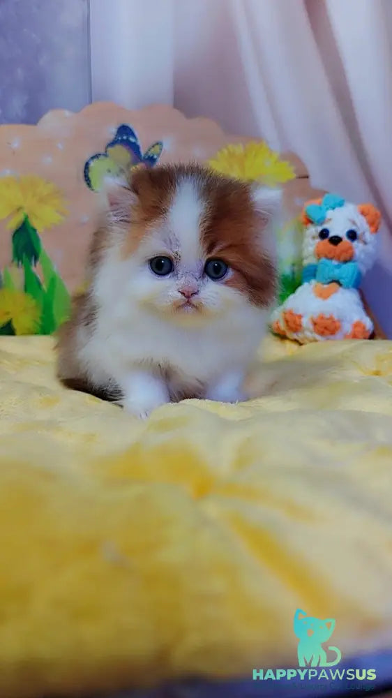 Neo British Longhair male chocolate golden bicolour - live animals