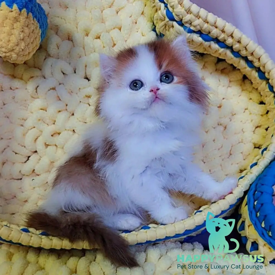 Neo British Longhair male chocolate golden bicolour - live animals