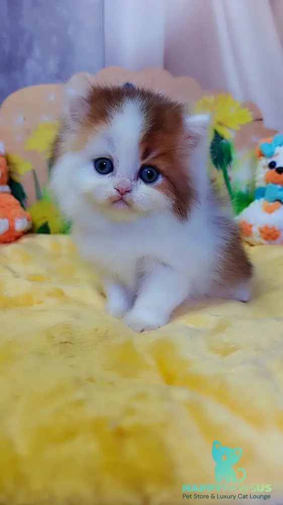Neo British Longhair male chocolate golden bicolour - live animals