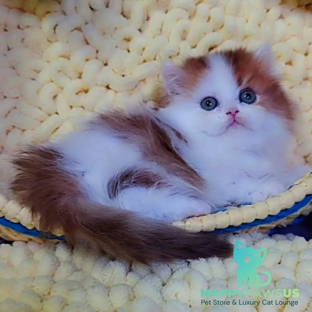 Neo British Longhair male chocolate golden bicolour - live animals