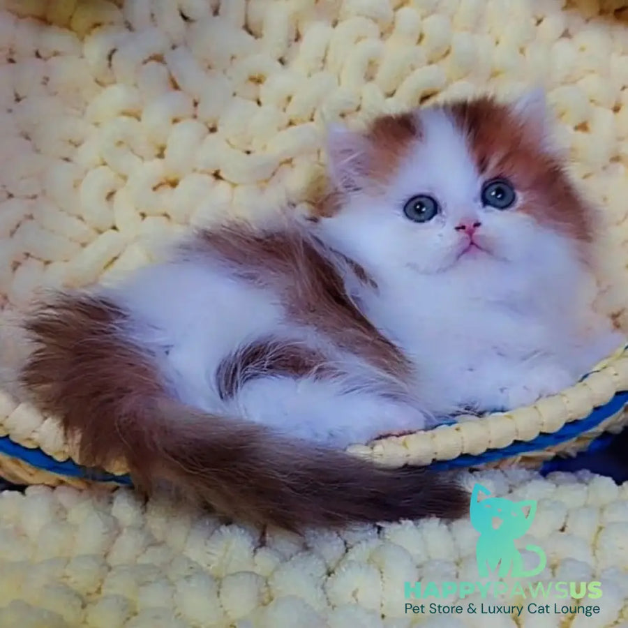 Neo British Longhair male chocolate golden bicolour - live animals