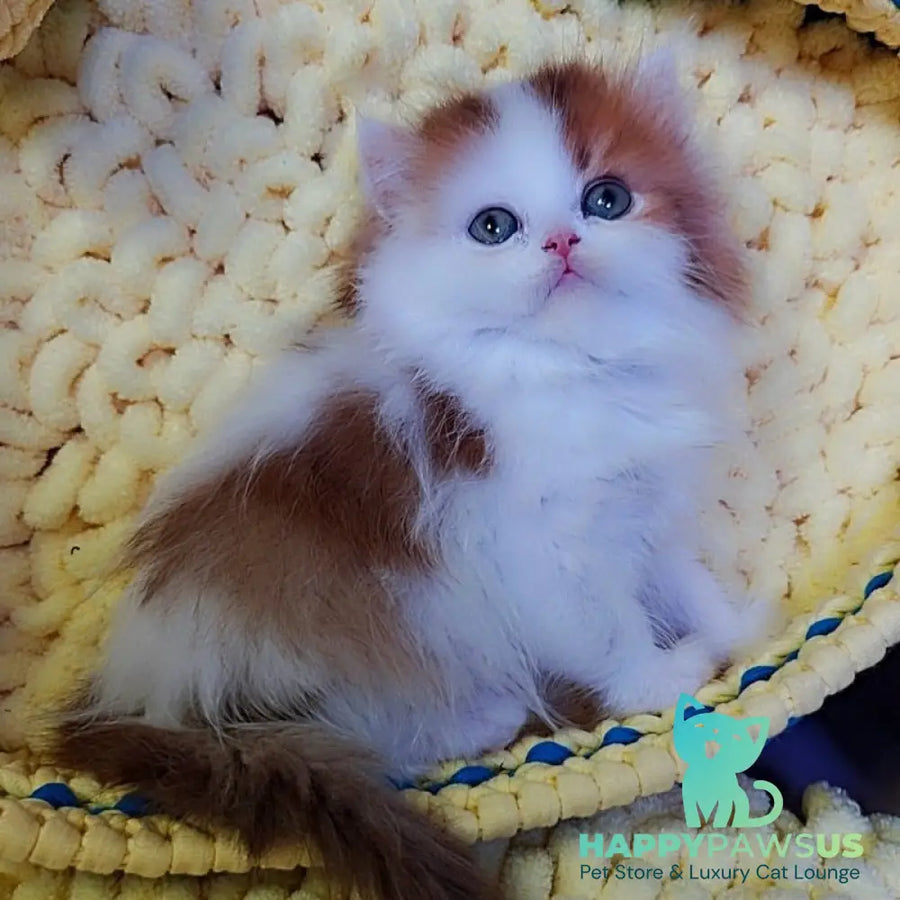 Neo British Longhair male chocolate golden bicolour - live animals