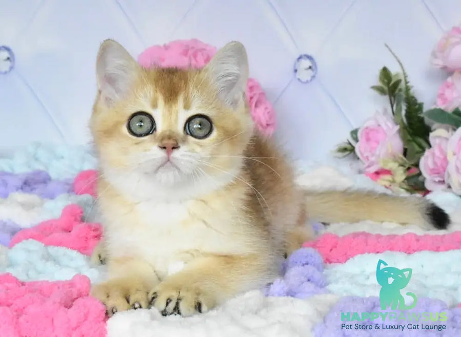 Neo British Shorthair male black golden shaded - live animals