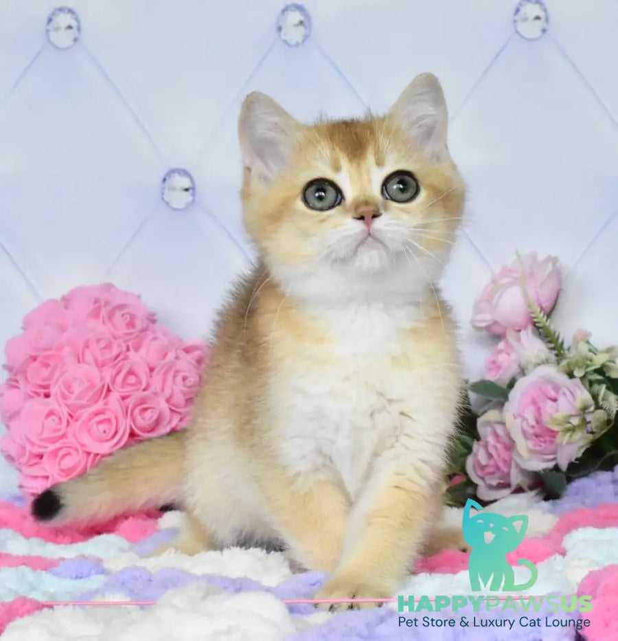 Neo British Shorthair male black golden shaded - live animals