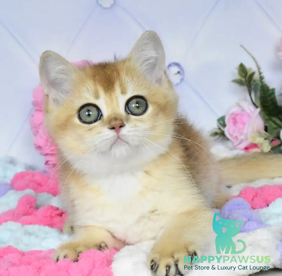 Neo British Shorthair male black golden shaded - live animals