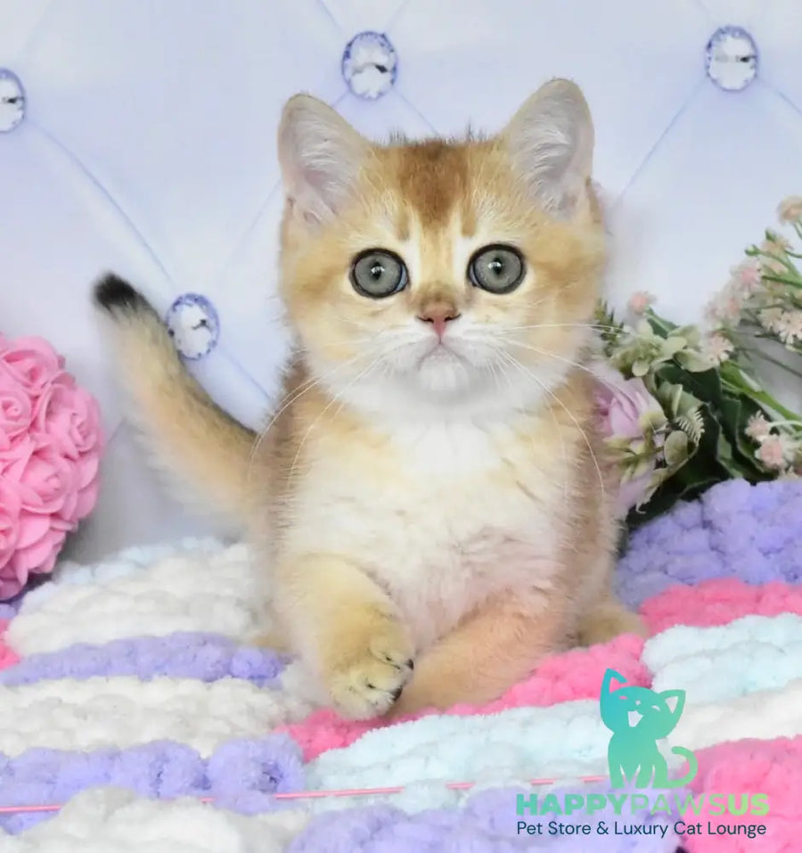 Neo British Shorthair male black golden shaded - live animals