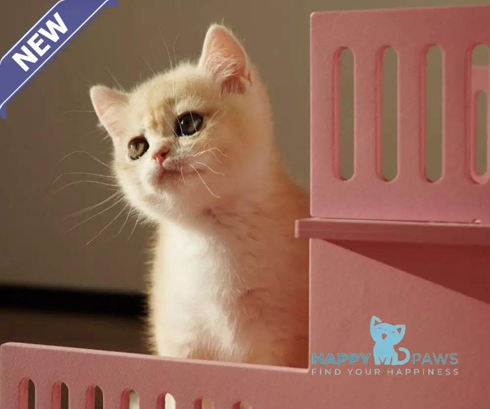 Neo British Shorthair male blue golden chinchilla live animals