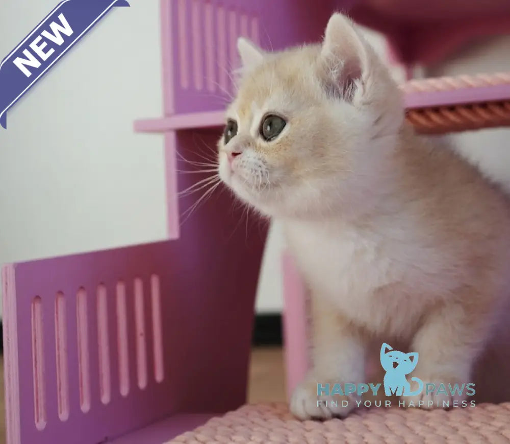 Neo British Shorthair male blue golden chinchilla live animals