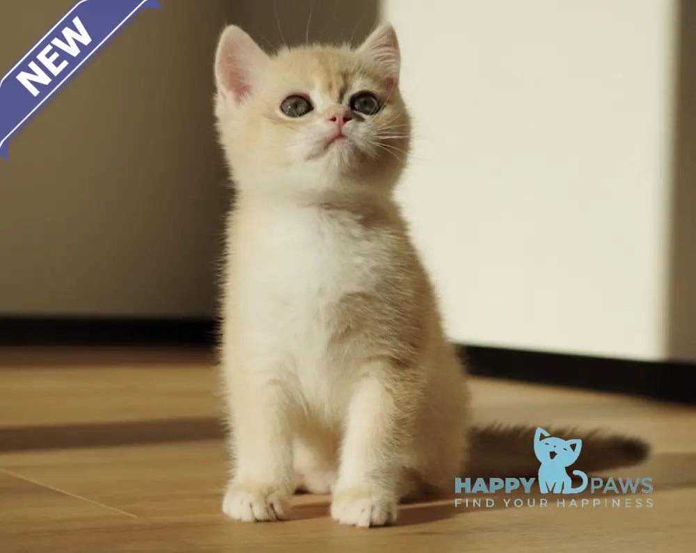 Neo British Shorthair male blue golden chinchilla live animals