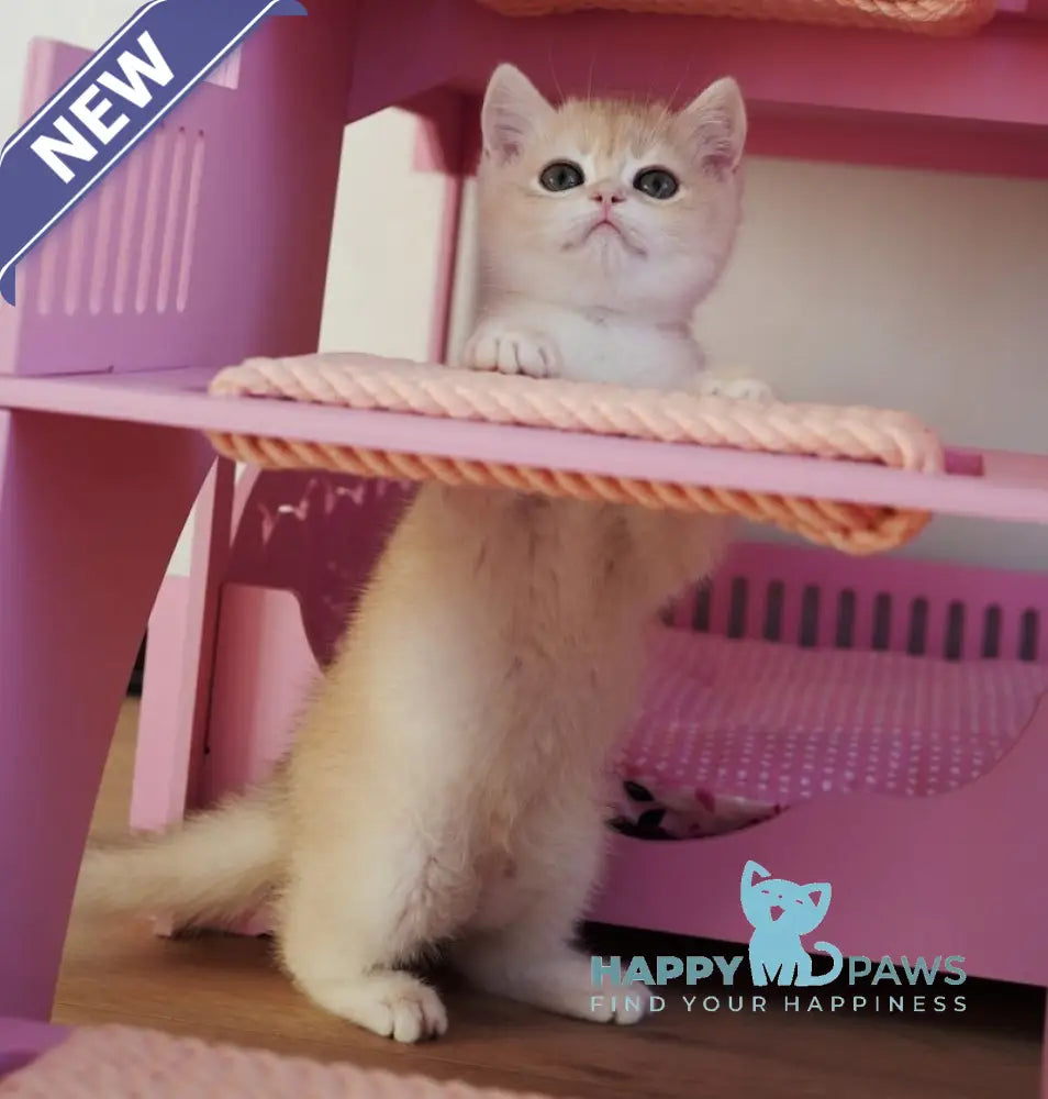 Neo British Shorthair male blue golden chinchilla live animals