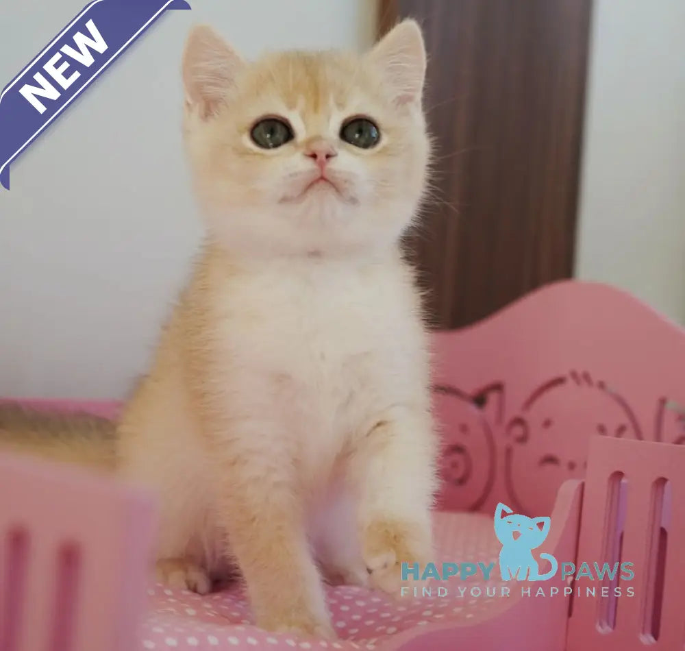 Neo British Shorthair male blue golden chinchilla live animals