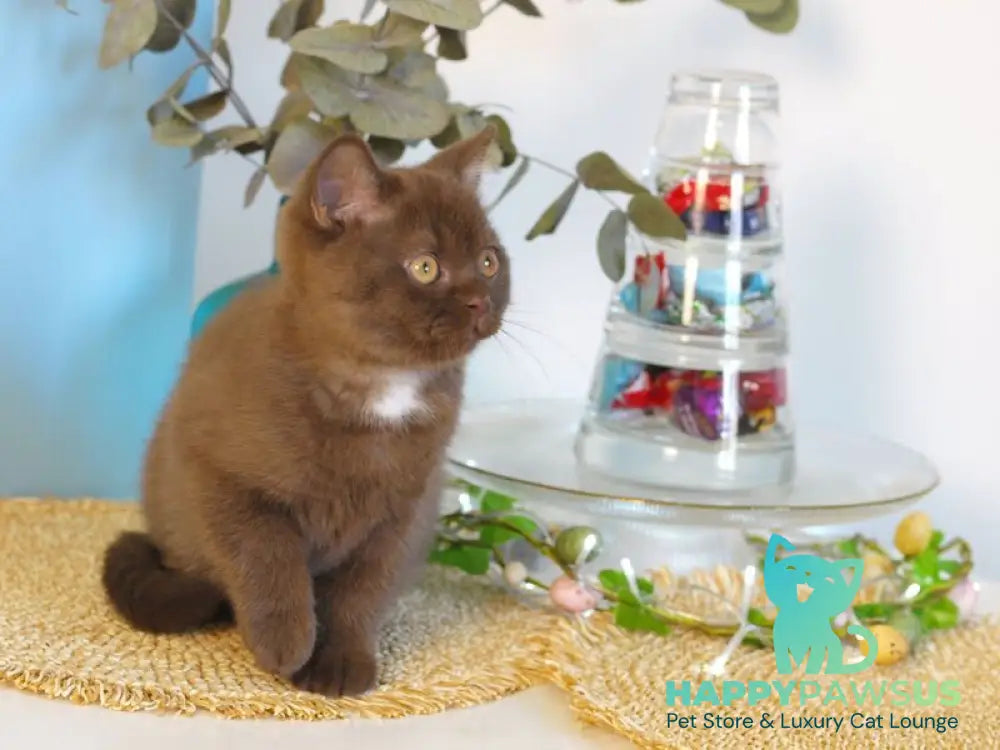 Neo British Shorthair male chocolate - live animals