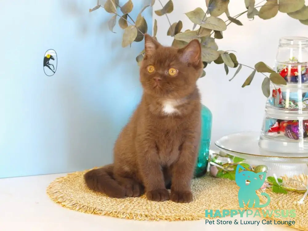 Neo British Shorthair male chocolate - live animals