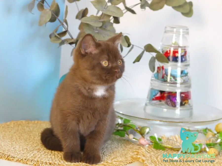 Neo British Shorthair male chocolate - live animals
