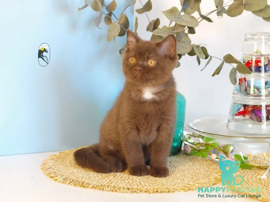 Neo British Shorthair male chocolate - live animals