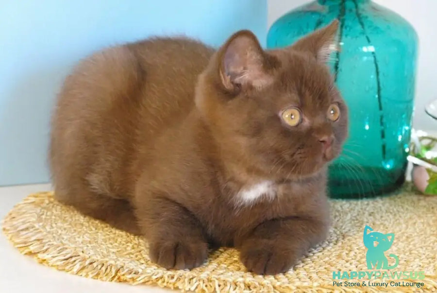 Neo British Shorthair male chocolate - live animals
