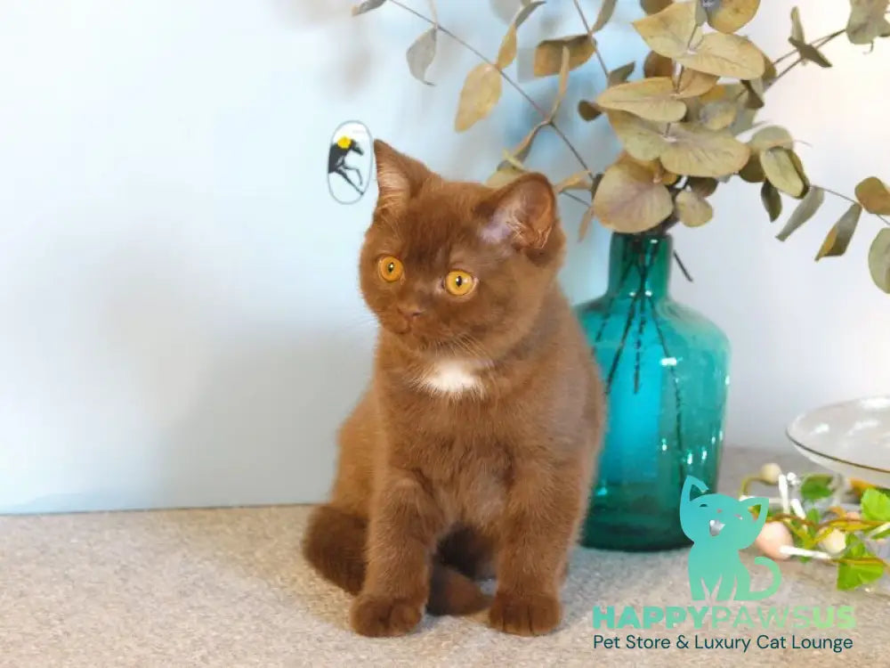 Neo British Shorthair male chocolate - live animals