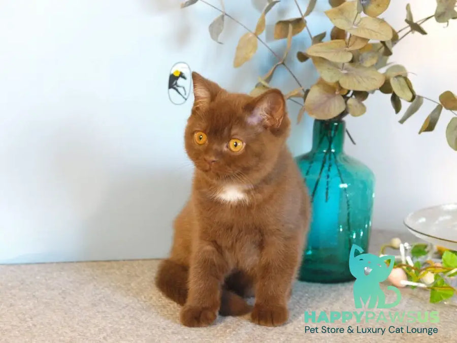 Neo British Shorthair male chocolate - live animals