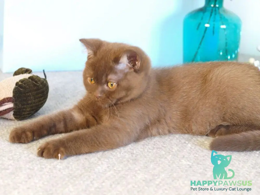 Neo British Shorthair male chocolate - live animals