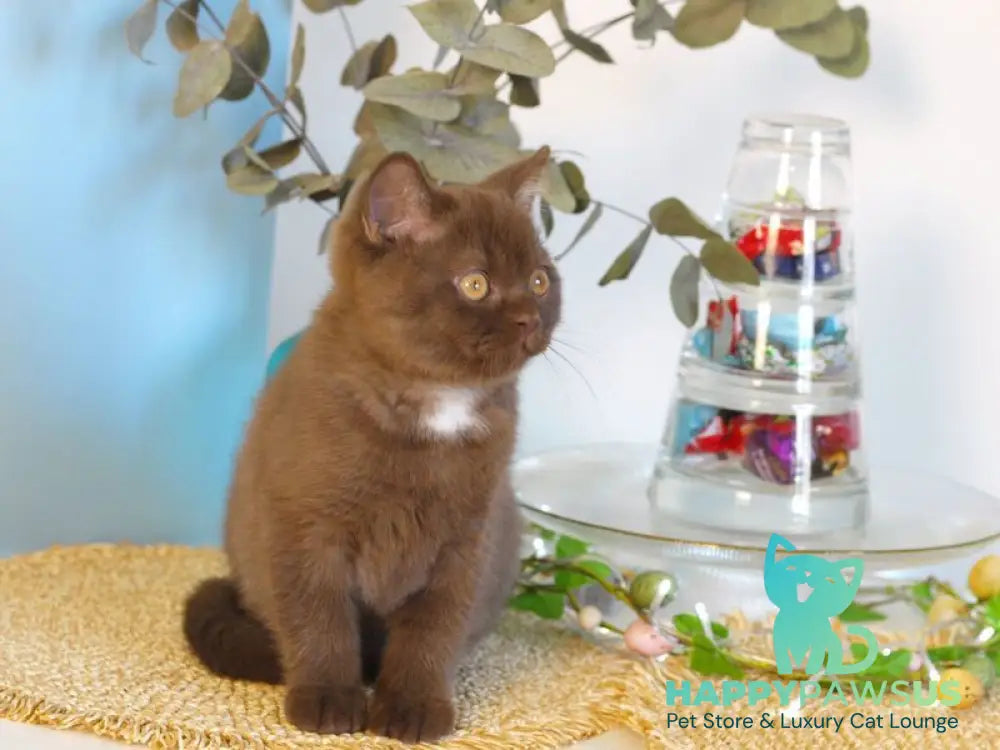 Neo British Shorthair male chocolate - live animals