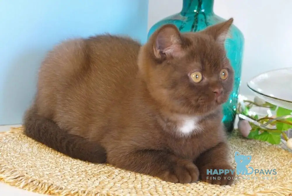 Neo British Shorthair male chocolate - live animals