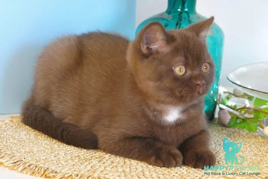 Neo British Shorthair male chocolate - live animals