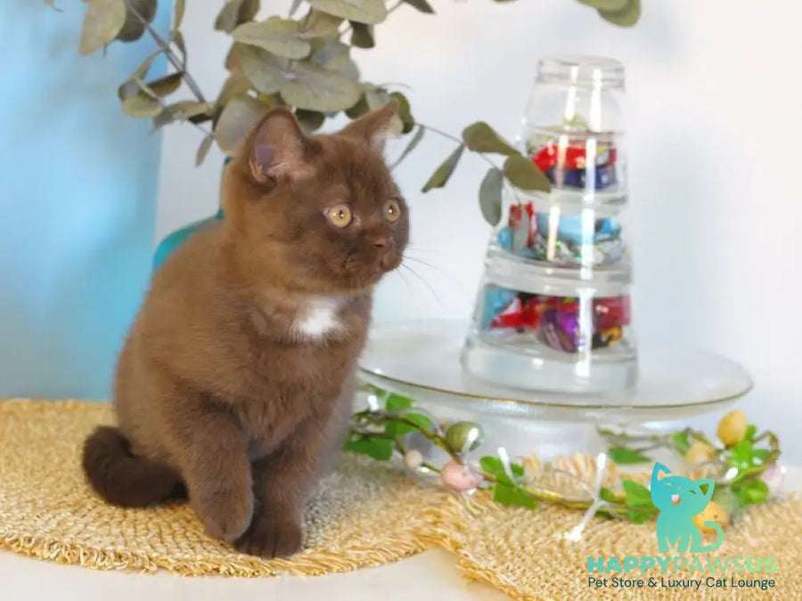 Neo British Shorthair male chocolate - live animals