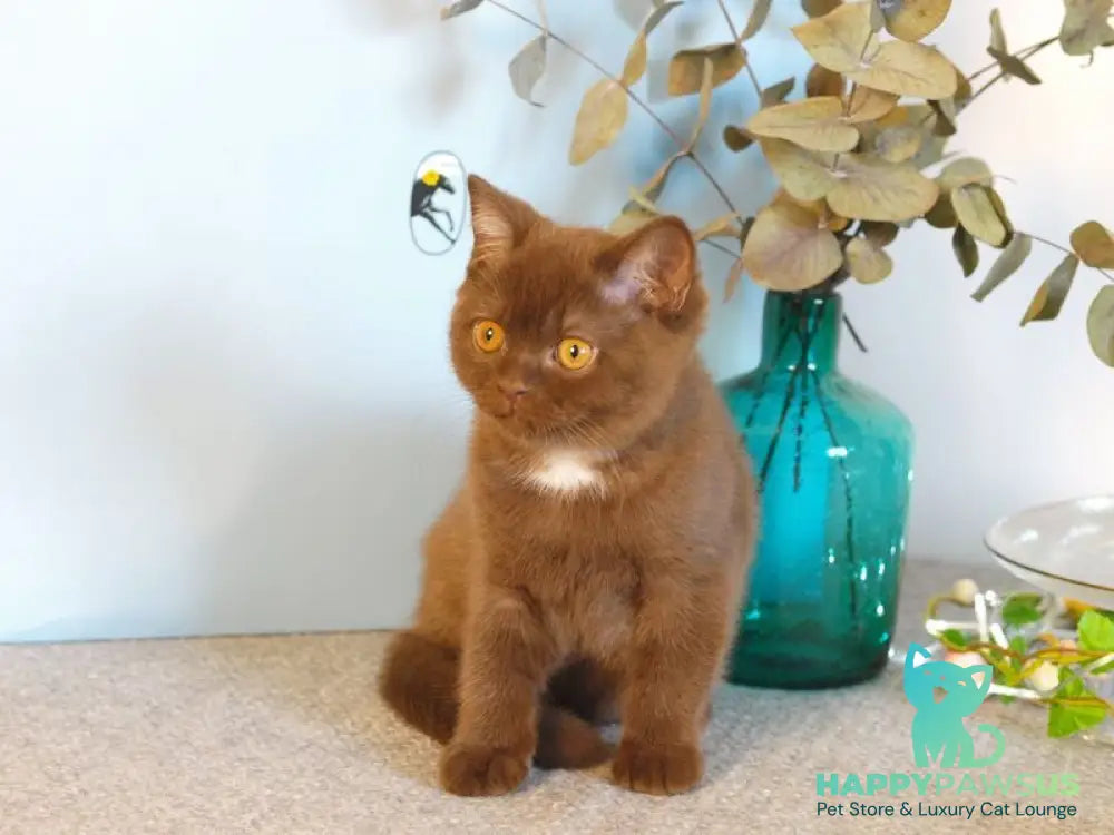 Neo British Shorthair male chocolate - live animals